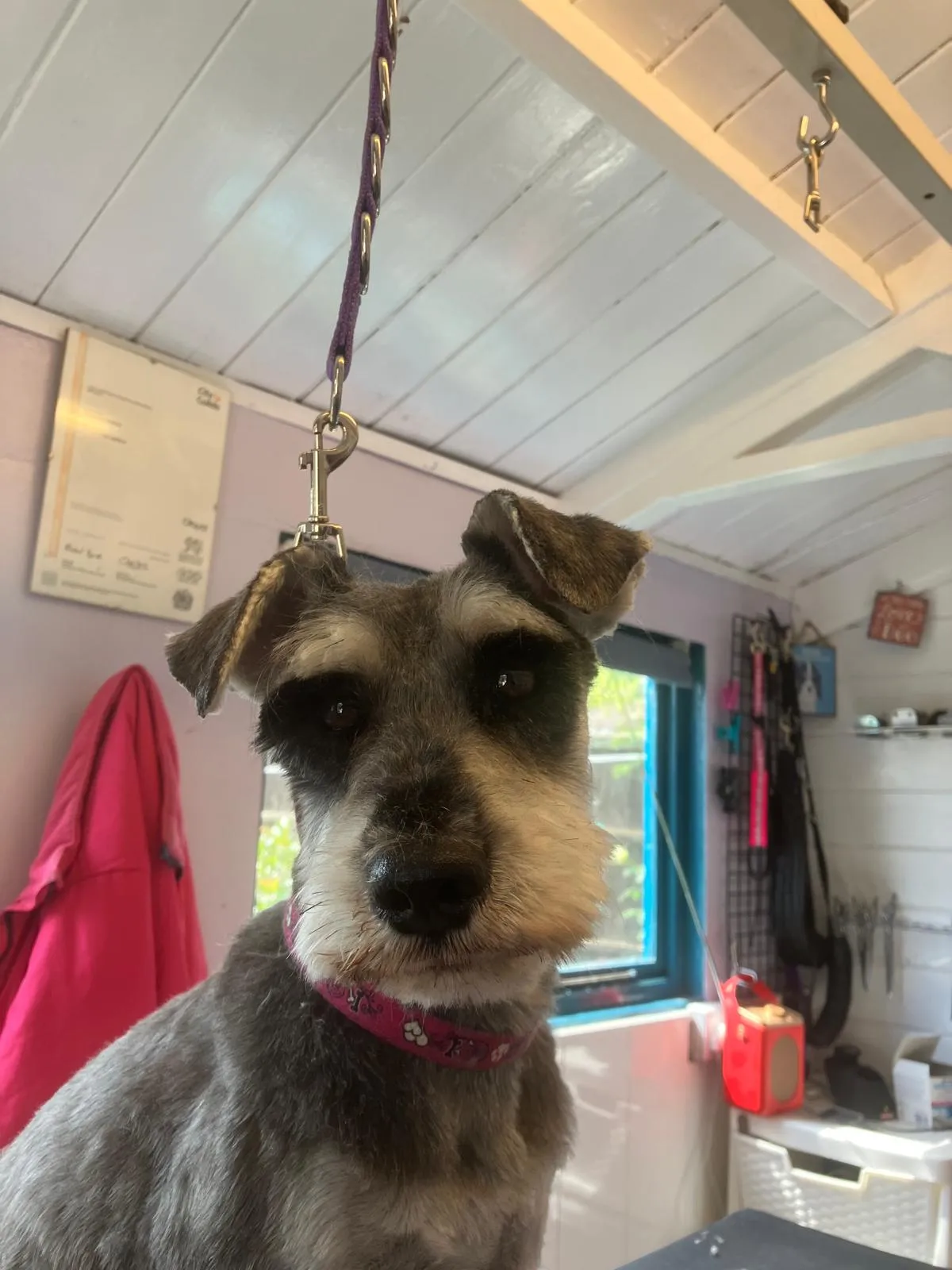 pippa-2025.webp
